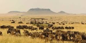 Lobo Area in Northern Serengeti